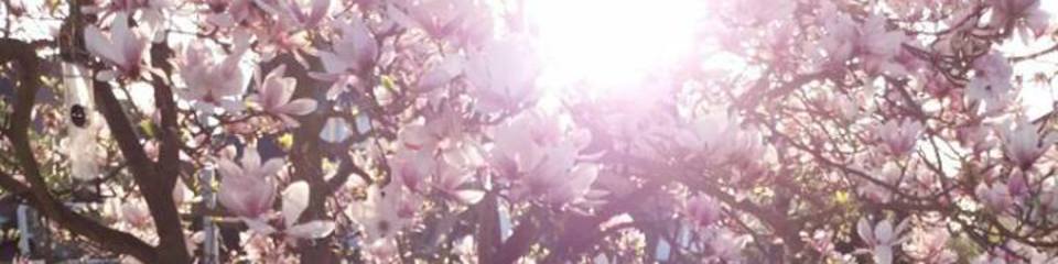 Haus Beatrix – Headerbild